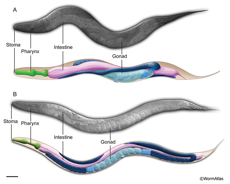 PIntroFIG 1: Comparison of adult P. pacificus and C. elegans